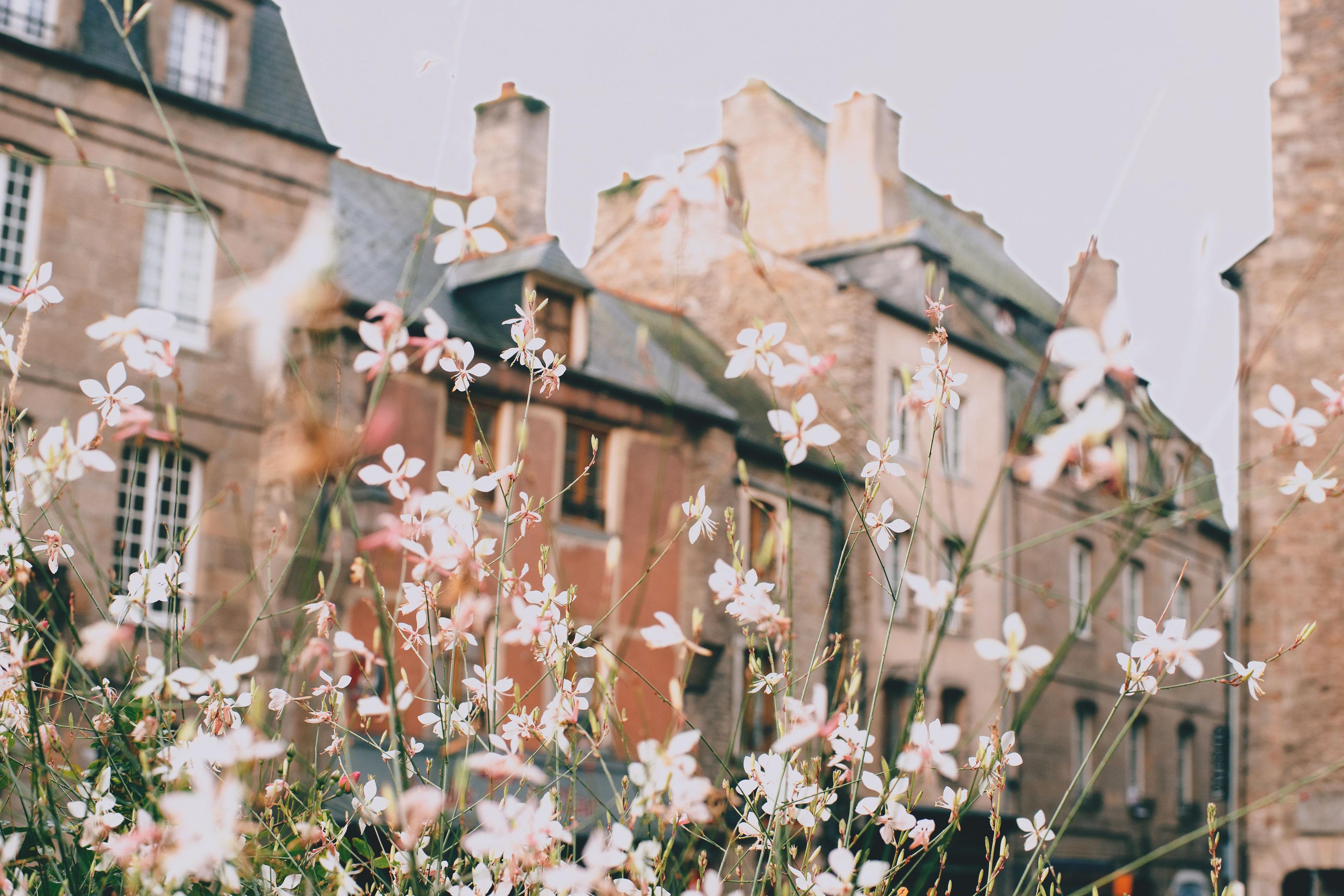 pexels-4916148-townhouses flowers.jpg